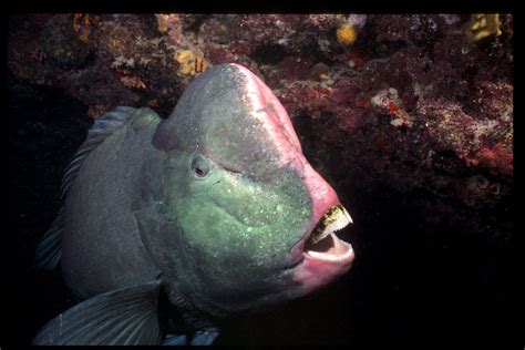 Parrotfish Teeth