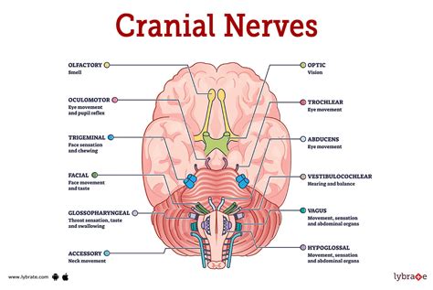 Mixed Cranial Nerves: Anatomy, Course, Fibers, Functions, 55% OFF