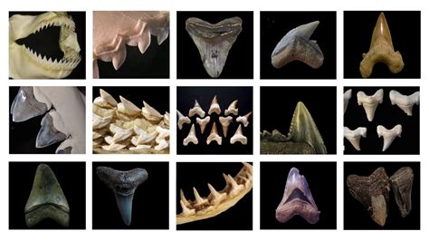 Shark Teeth Fossils