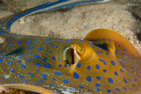 Blue Spotted Ribbontail Stingray in Gili Air - Two Fish Divers