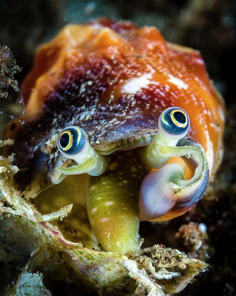 Conch Eyes, Milne Bay, Papua New Guinea Photograph by Bruce Shafer