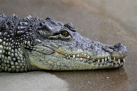 Crocodile Teeth Stock Photos, Pictures & Royalty-Free Images - iStock