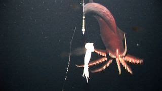 Under the sea: A squid album | Live Science