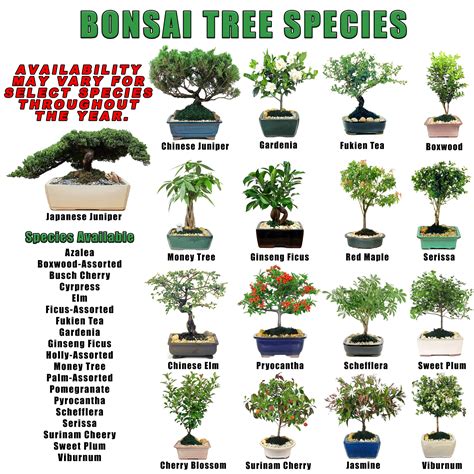 15" Bonsai Tree (Pack: 1) - Wholesale | Eve's Garden, Inc.