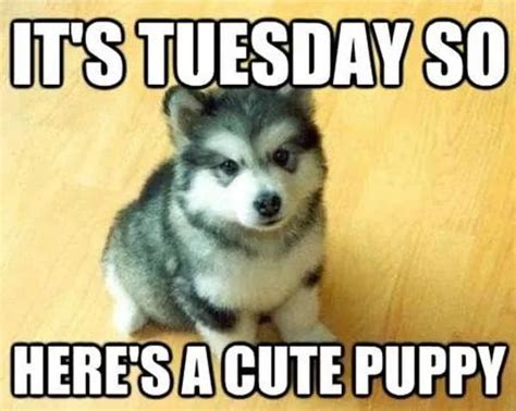 100 Funny Tuesday Memes, Pictures & Images for Motivation | Funny dogs ...