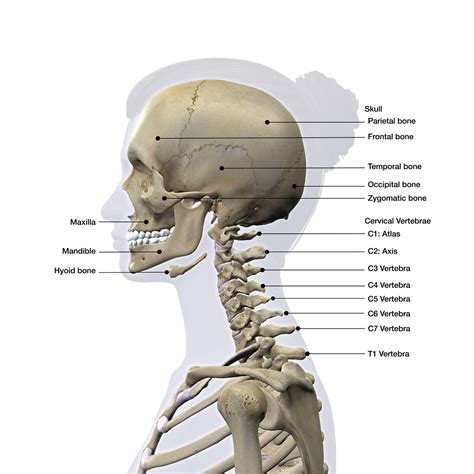 Human Neck Bones Diagram