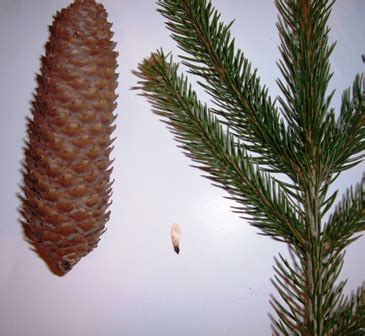 Norway Spruce — Windbreak Trees