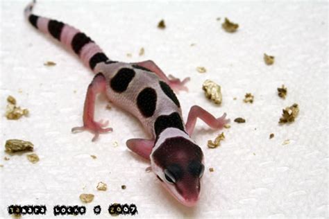 Guide to Breeding Leopard Geckos on a Small Scale - Gecko Time