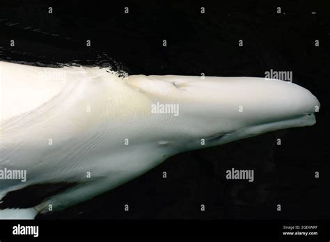 Beluga whale underwater Stock Photo - Alamy