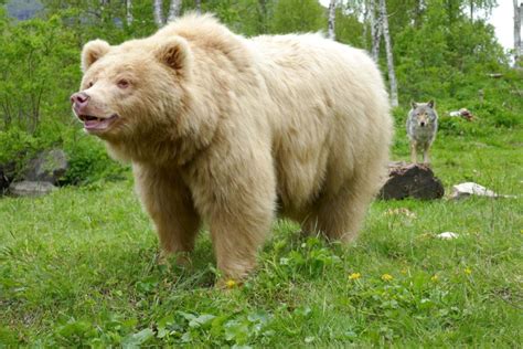 Albino Grizzly Bear