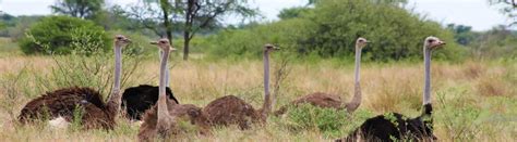 16 Incredible Ostrich Facts about the World's Largest Birds