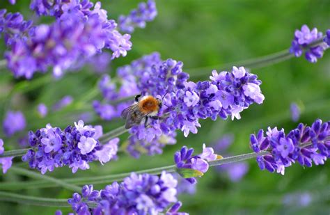 Bumblebee Lavender Insect - Free photo on Pixabay - Pixabay