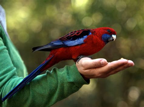 8 Best Large Talking Pet Parrots