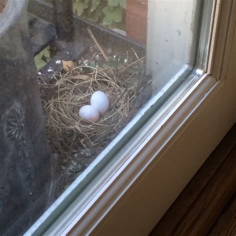 Bluestar Gardens | Mourning Dove Eggs