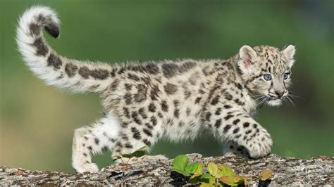 Cuteness alert: A pair of snow leopard cubs have graduated from ...