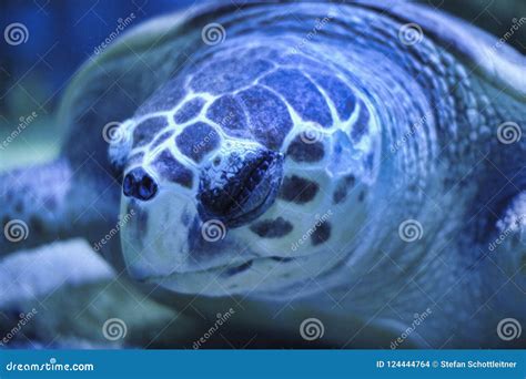 A Turtle is Sleeping Underwater Stock Photo - Image of design, beach: 124444764