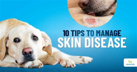 How To Manage Dog Skin Conditions - Dogs Naturally