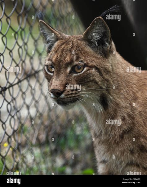 Close-up portrait of an Eurasian Lynx (Lynx lynx Stock Photo - Alamy