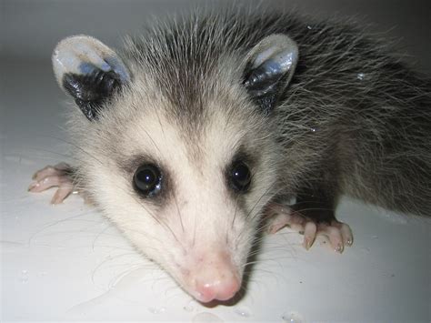 Cute Baby Opossum Photos - Possum Photographs Pictures & Oppossum Images