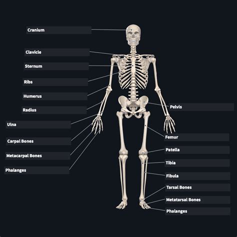 Skeletal System Diagram Labeled