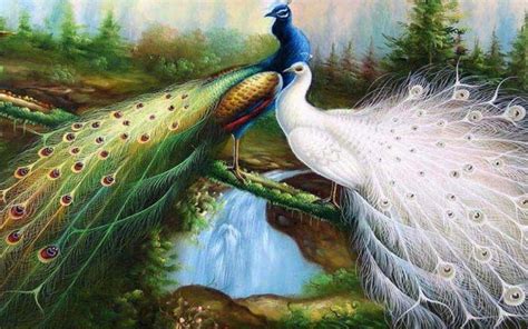 Peacock Wallpapers HD Free Download