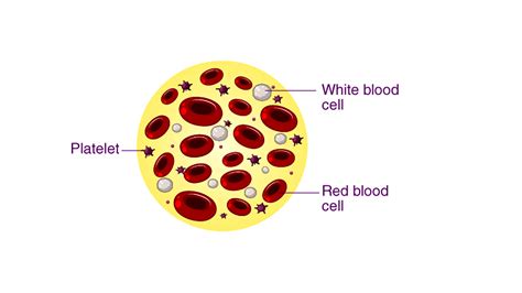 What are the 4 types of animal cells?