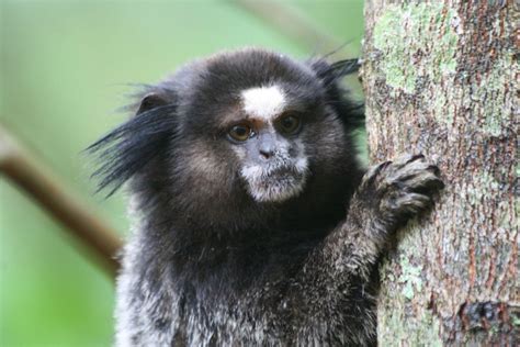 Black-Tufted Marmoset | Mammals, Tufted, Primates