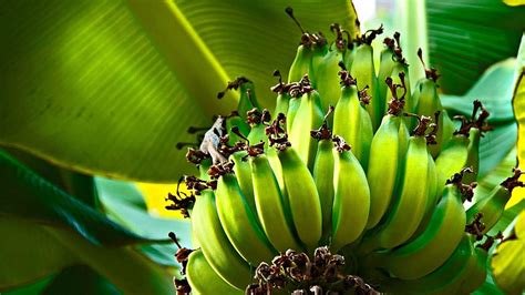 Banana Tree HD wallpaper | Pxfuel