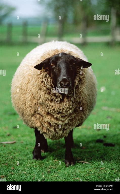 sheep / Ovis aries Stock Photo - Alamy