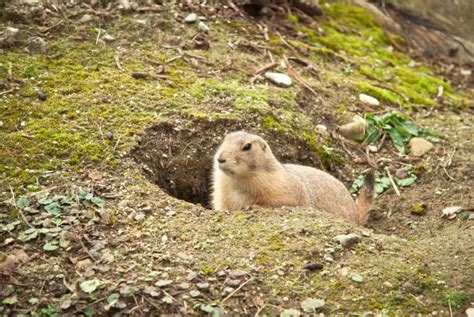 Groundhog Hibernation Salzburg Austria Stock Photos, Pictures & Royalty ...