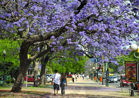 Best Buenos Aires parks for walking, views, and crafts