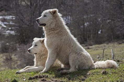 Best Breeds for Livestock Guard Dogs | AgNet West