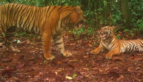 Rare Sumatran tiger mating display caught on camera | Endangered | Earth Touch News