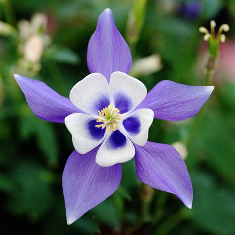 Romantic Flowers: Columbine Flower