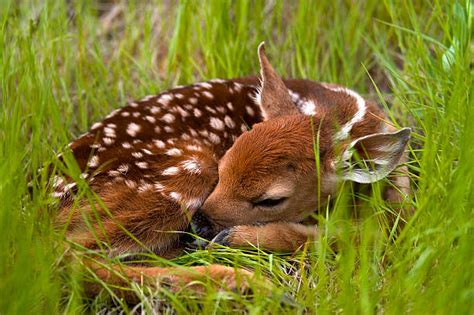 Baby Deer Stock Photos, Pictures & Royalty-Free Images - iStock