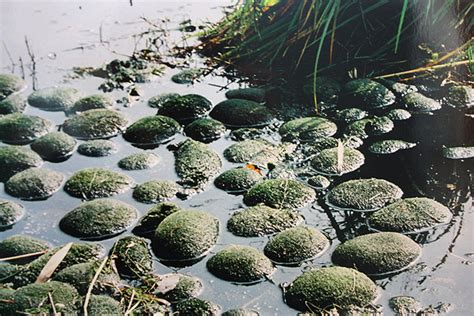 Marimo: The Pet Algae with a Suggestive Mascot