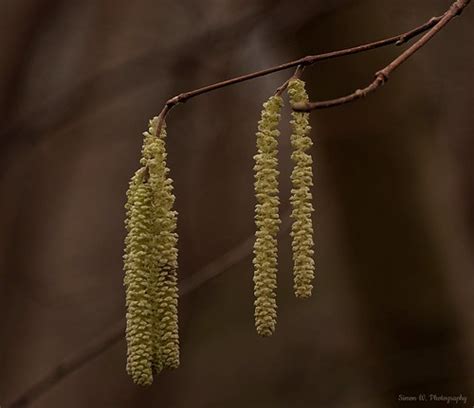 Weeping Willow seed. Feb 2022 [in explore] (Flickr Explore… | Flickr