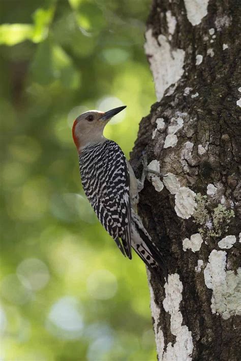 Woodpeckers In Michigan: 8 Species You Can't-Miss