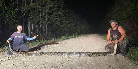 See the Massive Record-Breaking Burmese Python Caught in Florida