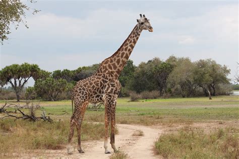 Free Images : nature, prairie, adventure, wildlife, africa, mammal, fauna, savanna, plain ...