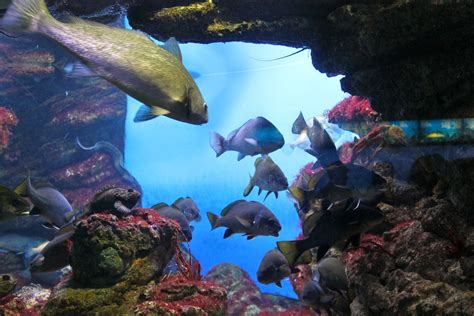 Barcelona Aquarium | Fish pet, Aquarium, Pets