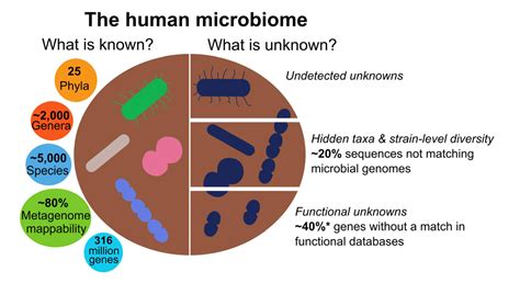 Human Microbiome Bacteria