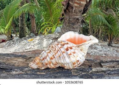 Polynesian Conch Shell Hornseashell Horn Trumpet Stock Photo 1053638765 ...