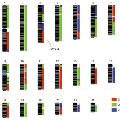 SNP array analysis to identify areas of altered copy number and allelic... | Download Scientific ...