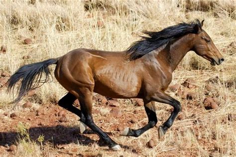 Brumby Horse Breed Information, History, Videos, Pictures