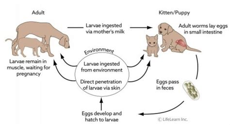 Hookworms in Dogs: Symptoms, Treatment & Prevention | Pawlicy Advisor