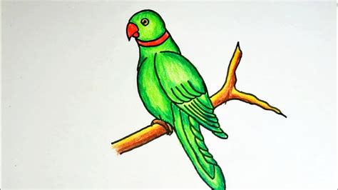 Incredible Compilation of 999+ Parrot Drawing Images - Stunning ...