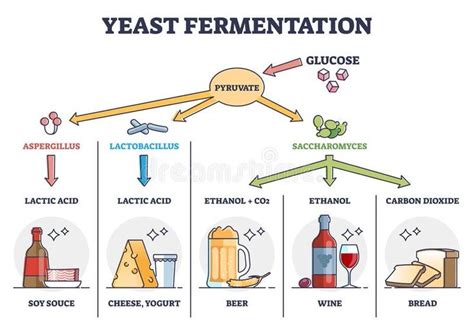 Yeast fermentation process principle for drinks and food outline diagram. Yeast fermentation ...