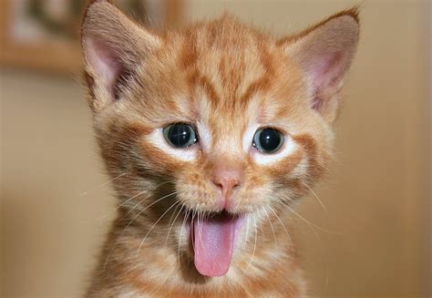 GREAT News: Funny Cat Videos Are Actually Good for You