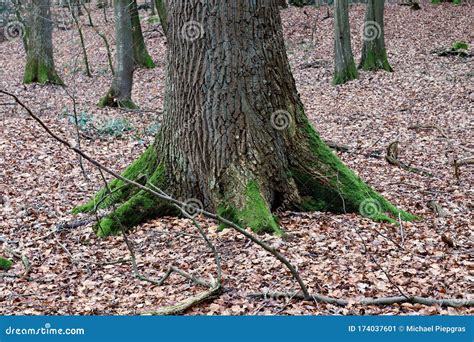 View into a Dark Forest with Pine and Oak Trees Stock Image - Image of mist, black: 174037601